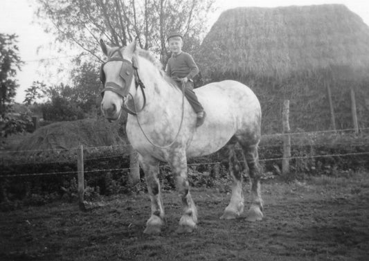 Stableford Boy E-BOOK a short children's story about a shire horse caught in a desperate struggle to be free