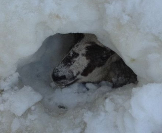 a.Blaze the sheepdog e-book short children's story The incredible story of Blaze from an abandoned pup to a hero