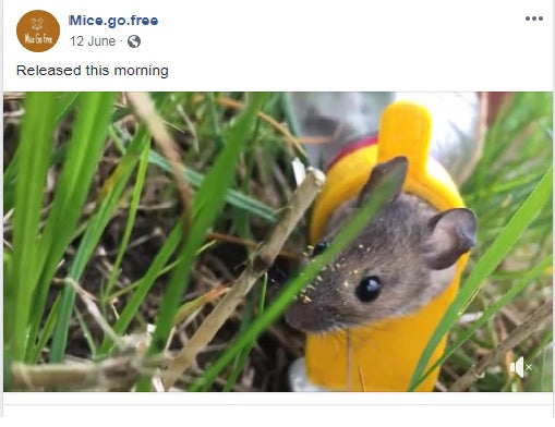 Catch Alive Mouse Traps, designed tested and made in the Bowland Forest Lancashire UK