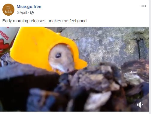Catch Alive Mouse Traps, designed tested and made in the Bowland Forest Lancashire UK