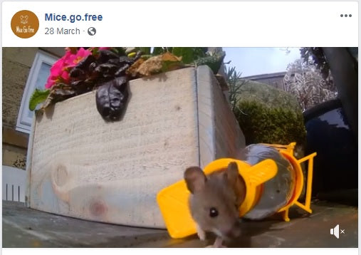 Catch Alive Mouse Traps, designed tested and made in the Bowland Forest Lancashire UK