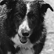 BLAZE — THE SHEEPDOG NOBODY WANTED BOOK