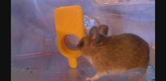 Catch Alive Mouse Traps, designed tested and made in the Bowland Forest Lancashire UK