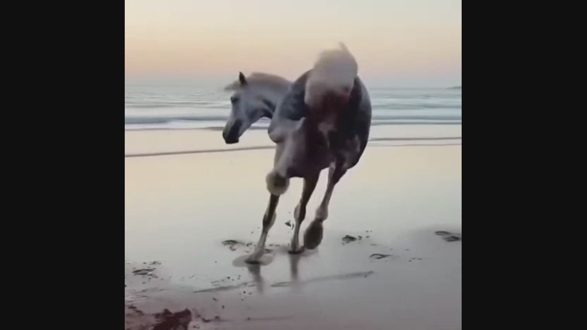 Load video: For generations, Stableford Boy, a mighty grey Shire horse, stood frozen in time, trapped in stone by an ancient curse. Until Peanut, a brave and curious field mouse, discovered the truth.