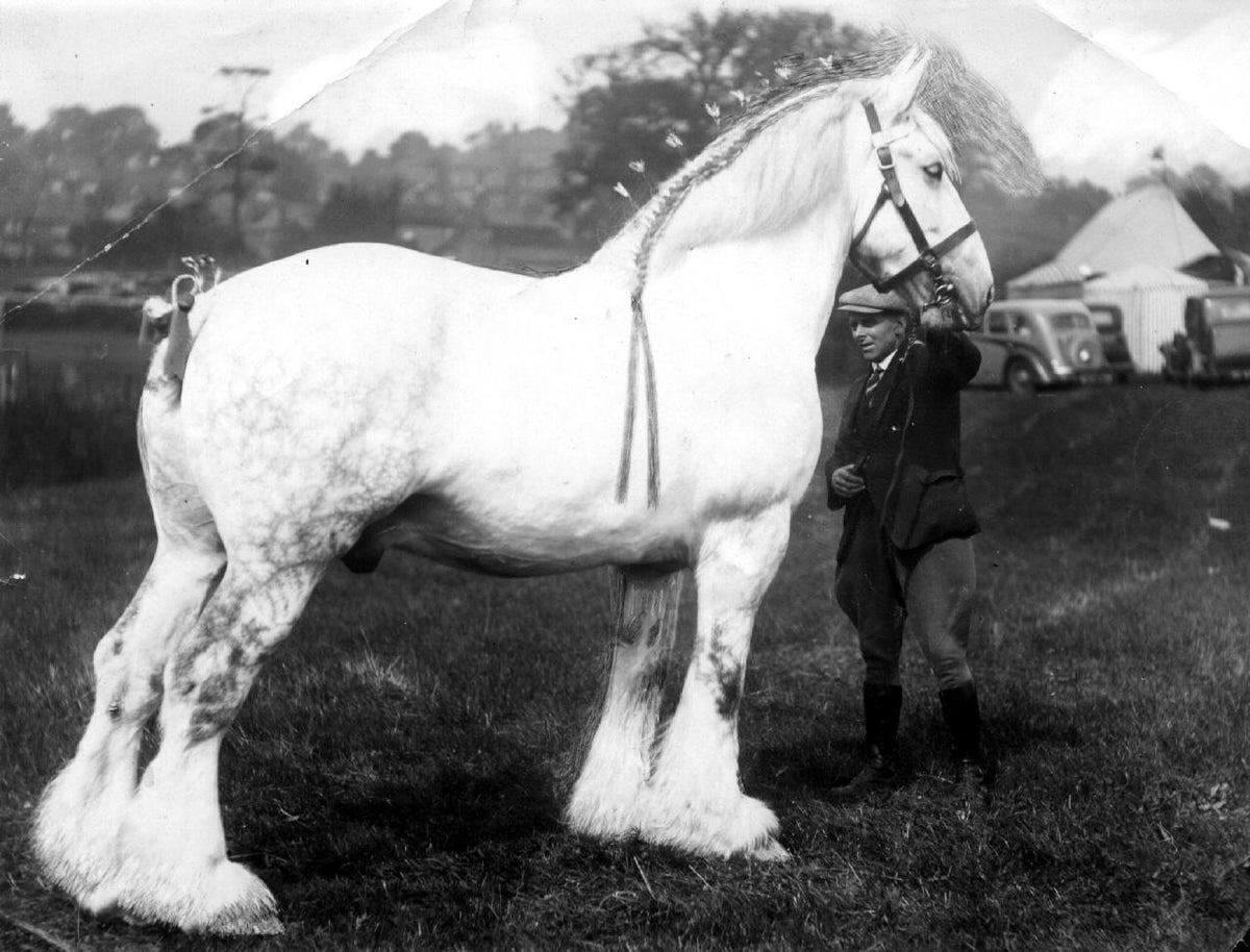 Stableford Boy e-book PDF Down Load a short children's story about a shire horse caught in a desperate struggle to be free