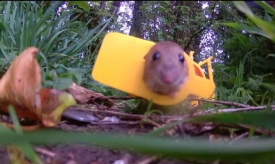 Catch Alive Mouse Traps, designed tested and made in the Bowland Forest Lancashire UK