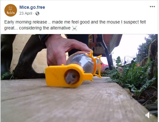 Catch Alive Mouse Traps, designed tested and made in the Bowland Forest Lancashire UK